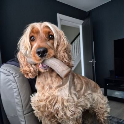 volsere's profile picture. 