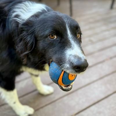 MorrisClar82205's profile picture. Dogs do it better. Ask me why, I'm available to help u explore!!!