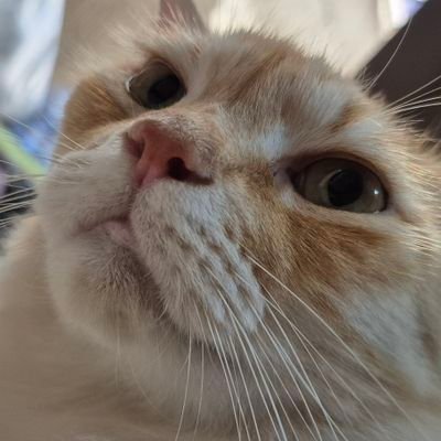 txtdaricocogoat's profile picture. 💎🩵🩷
🐱
🎮