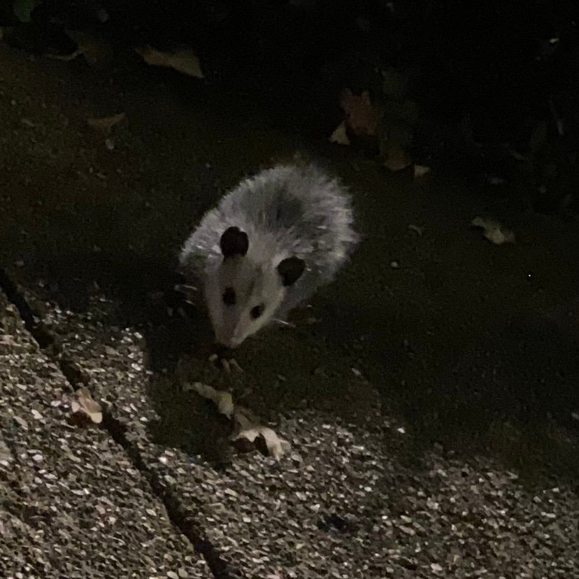 pineaple225's profile picture. 22