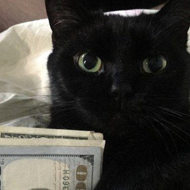 vinodidntexist's profile picture. and money is not silver lol