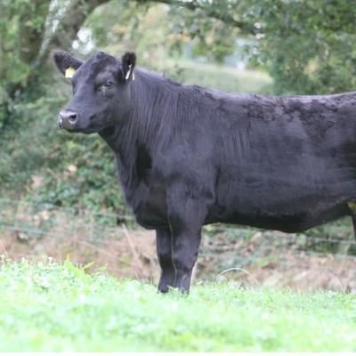 AwanMehmoo81099's profile picture. 