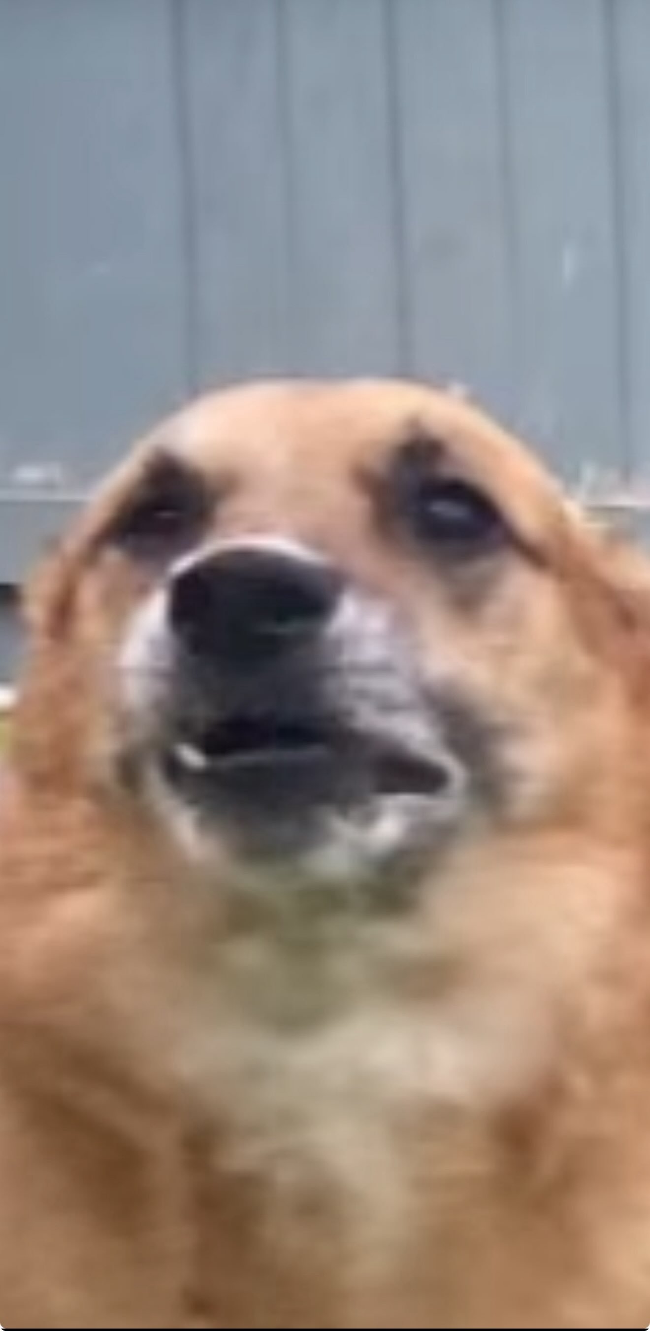 MTGDog23's profile picture. 