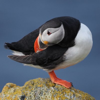 pechi_field's profile picture. 