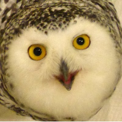 wakateowl's profile picture. 中学校教育ガチ勢
定時退勤＆定時出勤は大前提