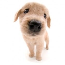 telebugeyed's profile picture. she/they ✦Lesbian Barbie✦Autistic✦MFA in TV/Film✦Writer✦Media Studies✦Artist✦Opinions are mine✦Banner by: @techytechyyy✦🍯💍: @ambroseetaylor