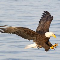 The Lone Star Herald (@lonestarherald) 's Twitter Profile