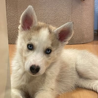 Iverson4_'s profile picture. BEŞIKTAŞ | BMG