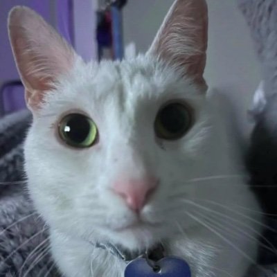 pitepat's profile picture. Пек-мек