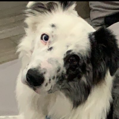 Balu123224429's profile picture. Defensora de los derechos de la derecha. PROUD ZIO🇮🇱