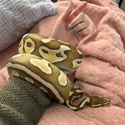 kbqka59657352's profile picture. 爬虫類好き🐍
一番好きなペットはボールパイソンで、柔らかくて癒されます💛
台湾の女の子です。同じように珍しいペットが好きな友達と、飼育の楽しさをシェアしたいです💫