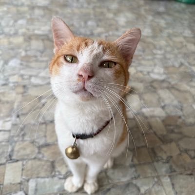 chaya_m0d's profile picture. 🐘👈🏼🦛 🐰👈🏼🦐