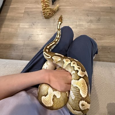 xapqs71338134's profile picture. 台湾の女の子です 🐍💖
普段は写真を撮ったり、旅行したり、ボールパイソンと遊んだりしています〜
とってもおとなしくて可愛いので、見るたびに思わず笑っちゃいます😆
爬虫類が好きな人とはきっと楽しくお話できそうです✨