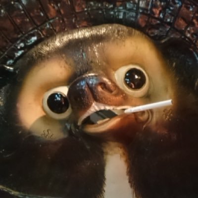 shiromeshi0125's profile picture. 宮城在住のバイクと車と兎をこよなく愛する蝦夷人 突然のフォロー許してね