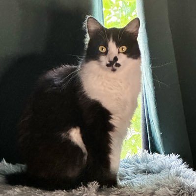 FelisRevolt's profile picture. Clawing at the Mainstream Narrative • Graduate of the University of Denver (DU) • ALWAYS Questioning Narrative 🧐 https://t.co/JqEvfiHAyR