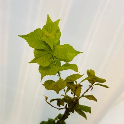 yusuraumechan's profile picture. 子育て中です🌷情報収集のためのアカウントです。気になる発信をされている方をフォローします。無言フォロー失礼します🙇‍♀️