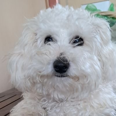 SaveDignity's profile picture. «Κοιτάζω τη Γη και είναι τόσο όμορφη» 
Γ.Γκαγκάριν 12/04/1961