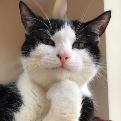 Coltkaze's profile picture. Rising again 

prev @ chandrwn & chanraji05

Web 3 degen