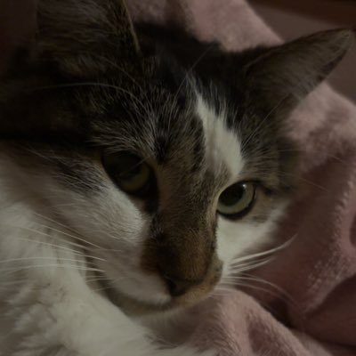 _badarchitects_'s profile picture. 26 | 🇨🇵 | bad omens & architects ♡