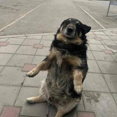 Cornrog1121's profile picture. hey gang