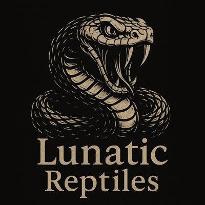 LunaticReptiles's profile picture. 第一種動物取扱業 川崎市7幸販第2号 自家繁殖個体をメインに販売していこうと思います！ お気軽にＤＭください！