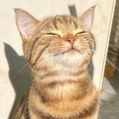 flxshyyfn's profile picture. 