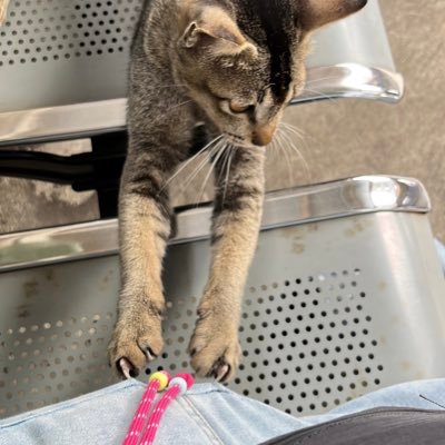 gwaniea's profile picture. penggemar panda kecil 🤓