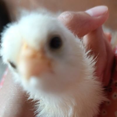 HaniyaKonain's profile picture. eh?
I'm a cs student, my world revolves around anime, tea and peaceful nights🦋☕💤