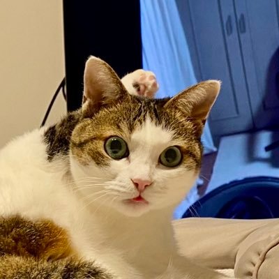 rikkun_autoches's profile picture. ポケポケとかポケスリとか猫とか料理とか オートチェスアカウントになる日は来るのか