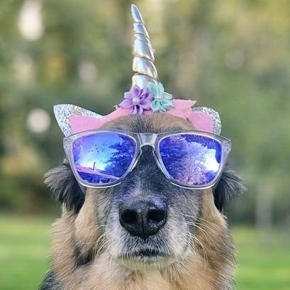 MrStinkufd's profile picture. My name is Mr Stink and I love UNICORN FART DUST 🦄💨✨️. I also like biscuits cuddles and a quick lick of your face if I'm quick enough. Horns up $UFD