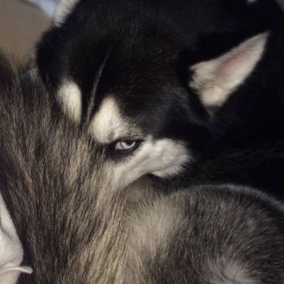 blubrybwl's profile picture. 