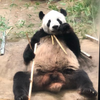 APL2I2K3jdlRd13's profile picture. ASH DA HERO･GLAY･ちいかわについて主につぶやきます。時々、グチ･弱音も。