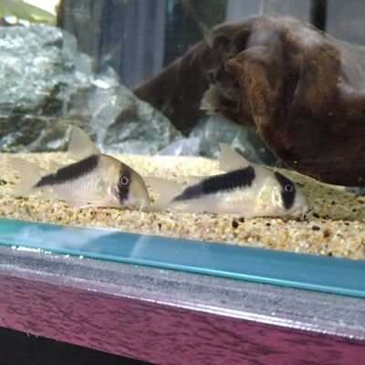 heiheigk's profile picture. 幻影戦争　水推し　コリドラスを少々w