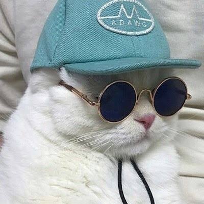 shaficsx's profile picture. Whitepaper nerd                                                   Diving into Web3 | AI | Automation