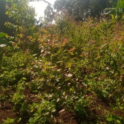 Jamiruu7's profile picture. I like games and sports