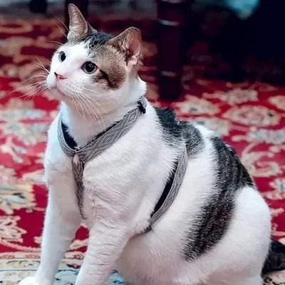 bobbymarc00's profile picture. meow meow meowmeoww