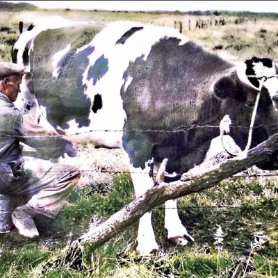 rex_leroy's profile picture. erkenning -Janine De Greef- NU