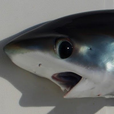 DARIOMORAL87246's profile picture. 