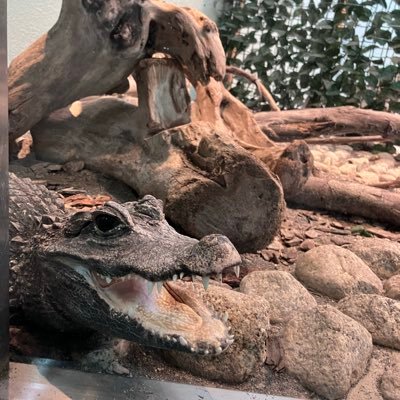 t10ebere's profile picture. 