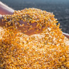 cornsyrupsolids's profile picture. 