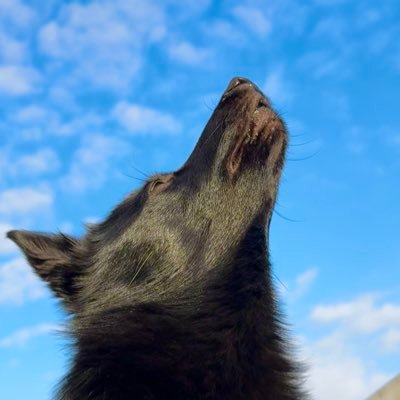 u_sin's profile picture. 犬と料理とキャンプと車。スキッパーキのビビが暮らしの真ん中