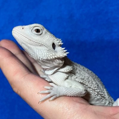 nezumihouse's profile picture. ボールパイソン11匹、フトアゴ1匹、アザンアオジタトカゲ1匹、ラット3匹、犬２匹と暮らしてます！よろしくお願いします😊ボールパイソン大好き❤️ボールは日に日に増えていってます😆ブリーダーになるのに日々奮闘中😊