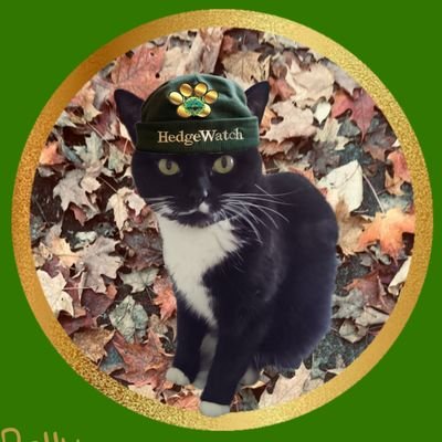 Cakieandknits's profile picture.