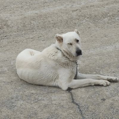 cryptoholiCKKK's profile picture. We are not here to enjoy but to escape the pain!