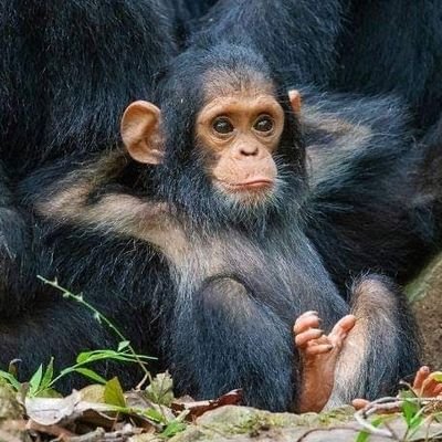 sapiandola's profile picture. 