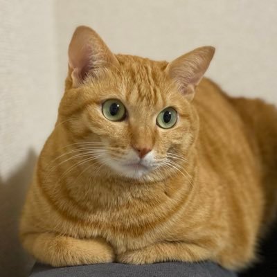 Vst1050's profile picture. 生まれ:山梨、大学:埼玉、就職:埼玉 、現在:中国駐在(1年)😊👍 帰任したら狂ったようにバイク乗る🏍️一応、Vストローム1050XT、MT-09オーナー😊