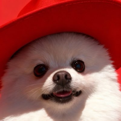 KyoChigo's profile picture. Tohoku Univ 物理 (M1) / Neutrino Physics / Flute / INFJ / 日本語ﾖﾜﾖﾜ留学生