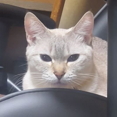 lilbenilil's profile picture. PS5 Switch 積みゲー多
ソシャゲ飽き
　　　　　　　　　　　　　　　　　　　　　最近レトロゲームにハマる　　　　　　
　　　　　　　　　　　　　　　　　　　　　　　　　　　　　　　　　　　　　　　平成26年国家検定1級とび技能士取得