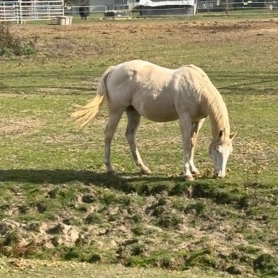 goat_thegreat_'s profile picture. 