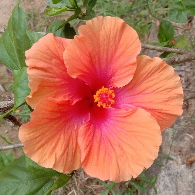 RajivMagal's profile picture. Mech. Er, Export Industry 2+decades, Plantation Agriculturist, Freelance writer. Inclined towards spreading awareness to society at large! Sport to criticisms!